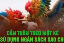 Đá Gà Thomo 789WIN Là Gì? Chia Sẻ Kinh Nghiệm Đặt Cược 